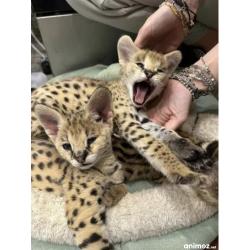 Serval excepcional: la elegancia de la sabana en tu hogar