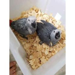 African Grey Parrots for adoption (male and female)