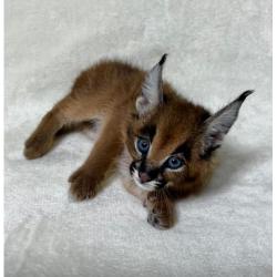 Caracales jóvenes disponibles, nacidos en cautiverio