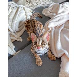 gatito ocelote disponible