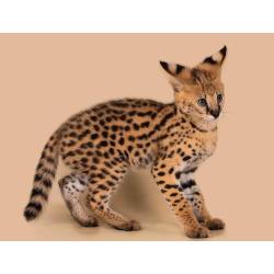 Adorables gatitos serval disponibles