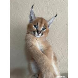 Gatitos caracal disponibles para la venta
