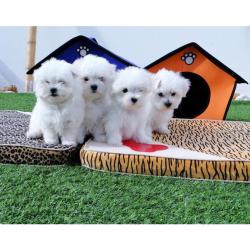 Cachorros malteses adorables y excepcionales