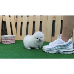 Preciosos cachorros de Pomerania miniatura en venta.