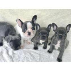 Cachorros de Bulldog Francés (machos y hembras) entrenados
