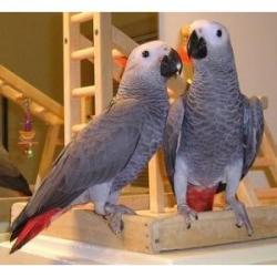 Preciosos loros grises africanos en venta