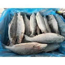 wholesale Frozen Skipjack Tuna | Wholesale Frozen Skipjack Tuna for Sale