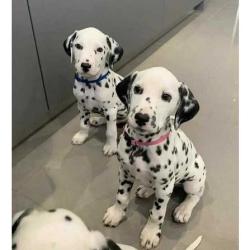 Cachorros de Gran Danés, sanos y adorables, disponibles.