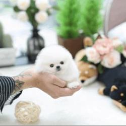 Cachorros de Pomerania(tamaño miniatura) sanos