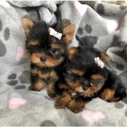 If you are looking Cachorros Yorkshire Terrier Miniatura You can buy it now, it is for sale España