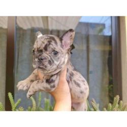 Si buscas Cachorros de Bulldog Francés disponibles. puedes comprarlo ya, está en venta en United States
