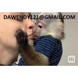 Monos capuchinos bebés inteligentes listos para la venta...
