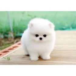 Preciosos cachorros de Pomerania disponibles