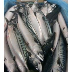 Wholesale Frozen Atlantic Mackerel for Sale